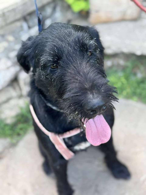 Dollie, an adoptable Labradoodle, Irish Wolfhound in Aspen, CO, 81612 | Photo Image 3