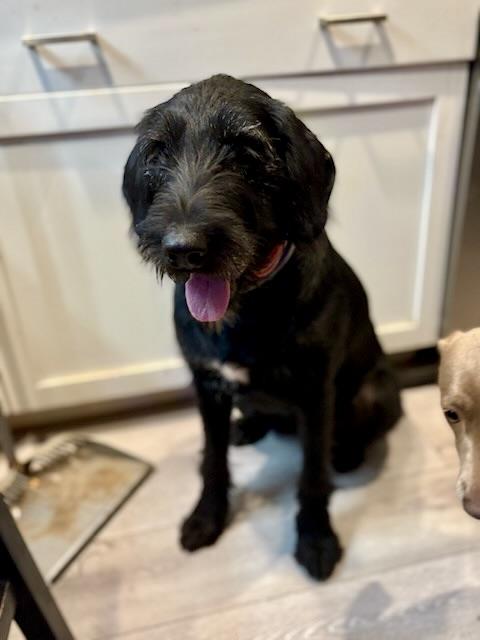 Dollie, an adoptable Labradoodle, Irish Wolfhound in Aspen, CO, 81612 | Photo Image 2