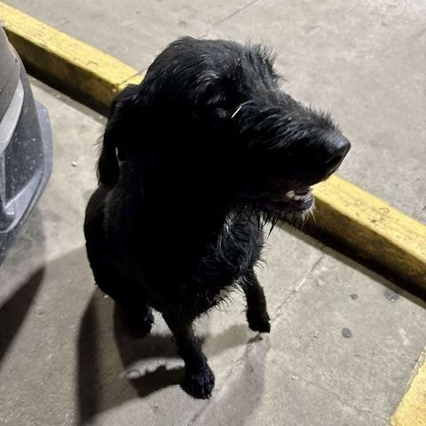 Dollie, an adoptable Labradoodle, Irish Wolfhound in Aspen, CO, 81612 | Photo Image 5