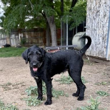 Dollie, an adoptable Labradoodle, Irish Wolfhound in Aspen, CO, 81612 | Photo Image 1