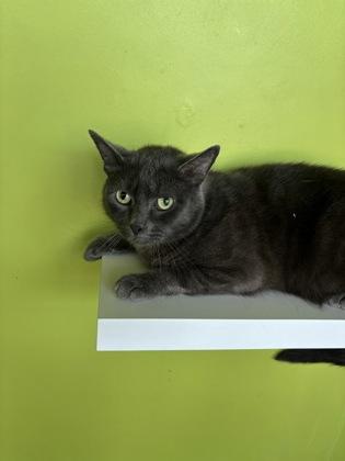 Enlarge Polo, a Adoptable mixed breed in New Orleans, LA image 1/1