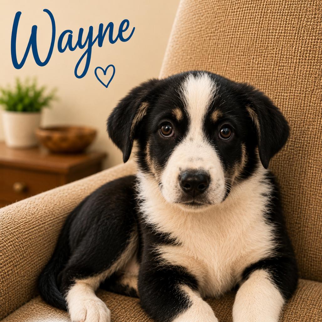 Wayne, Adoptable, Puppy Male Shepherd.