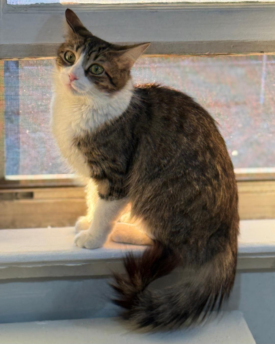 Enlarge Vesta , an adopted Domestic Medium Hair in Clayton, NJ image 1/4