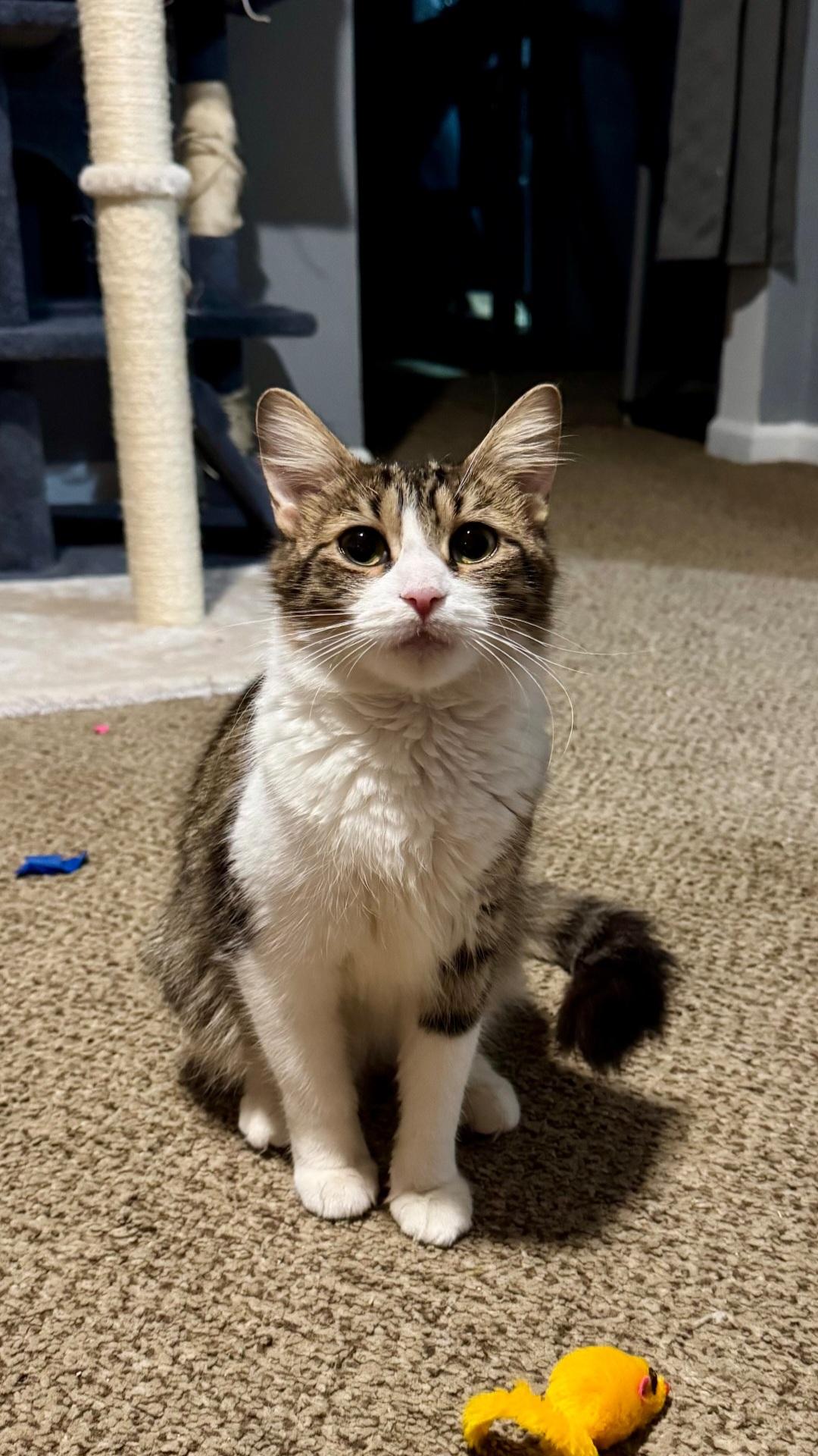 Vesta , ADOPTABLE, Young Female Domestic Medium Hair.