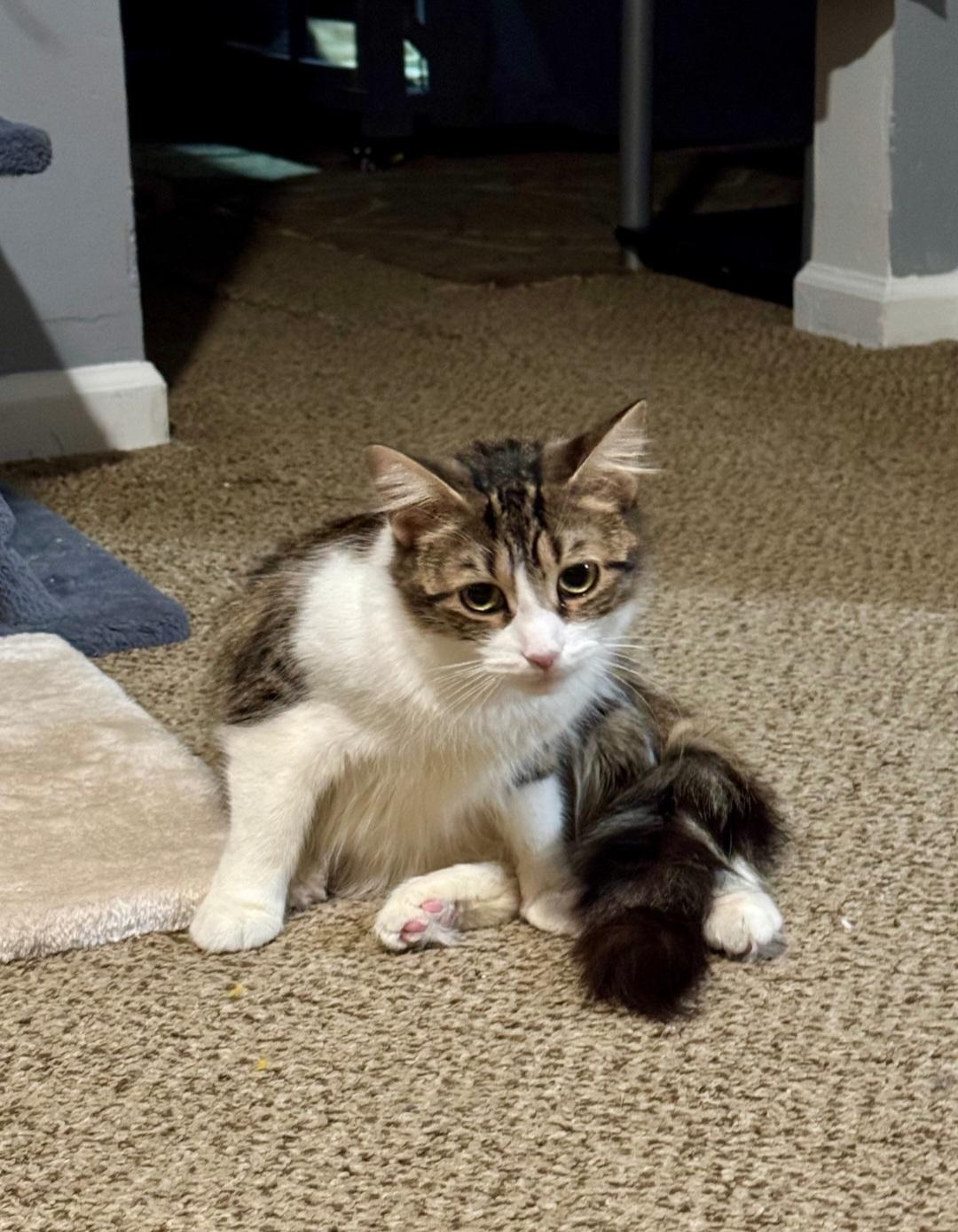 Enlarge Vesta , an adopted Domestic Medium Hair in Clayton, NJ image 4/4