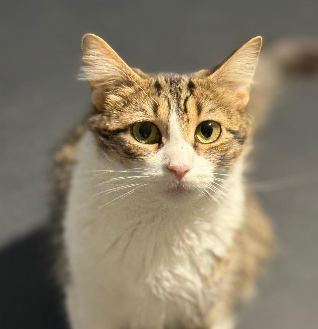 Enlarge Vesta , an adopted Domestic Medium Hair in Clayton, NJ image 2/4