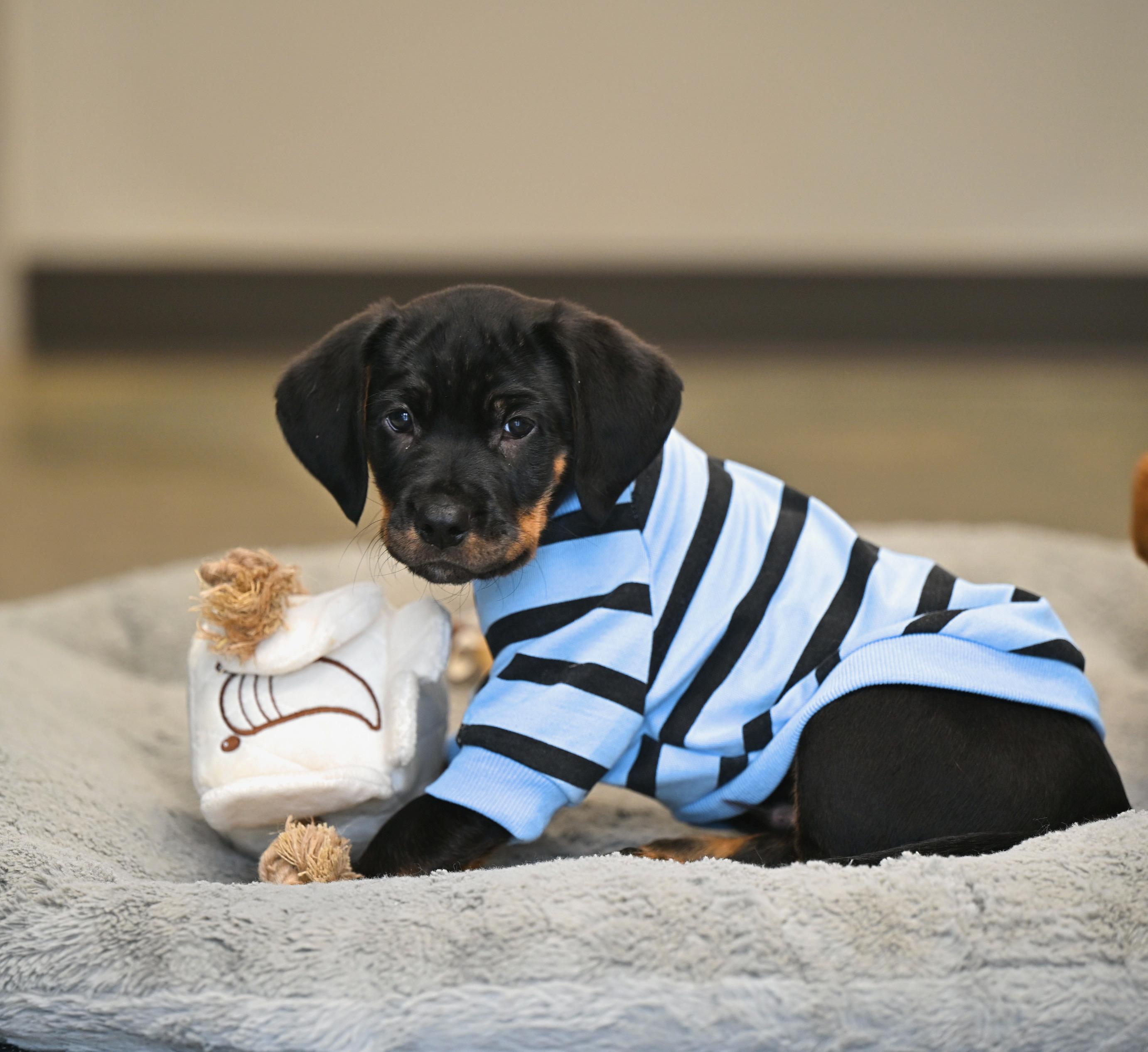 Enlarge Luke Skywalker, an adopted mixed breed in Westerly, RI image 2/3