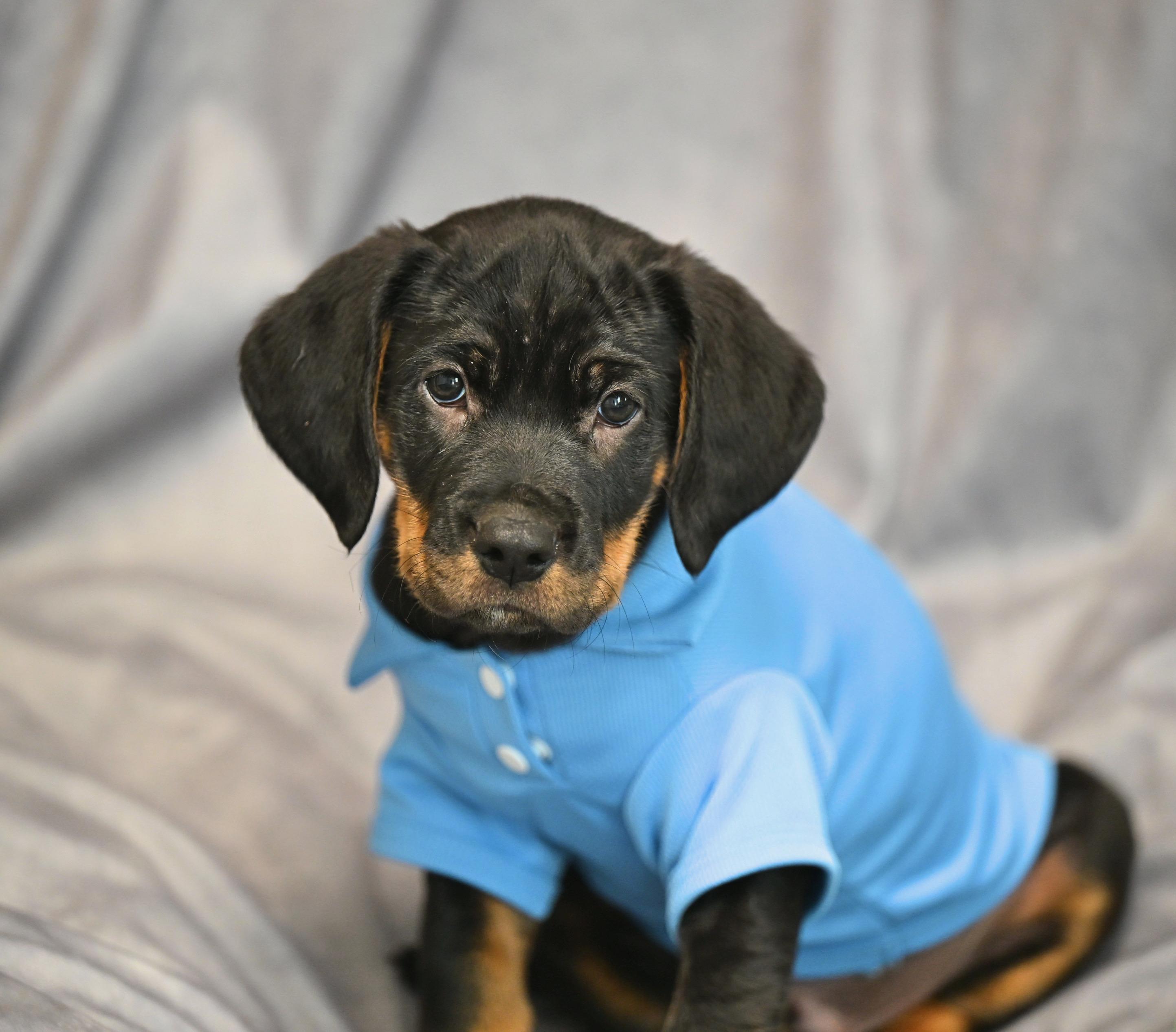 Luke Skywalker, adopted, Puppy Male Bloodhound & Rottweiler.