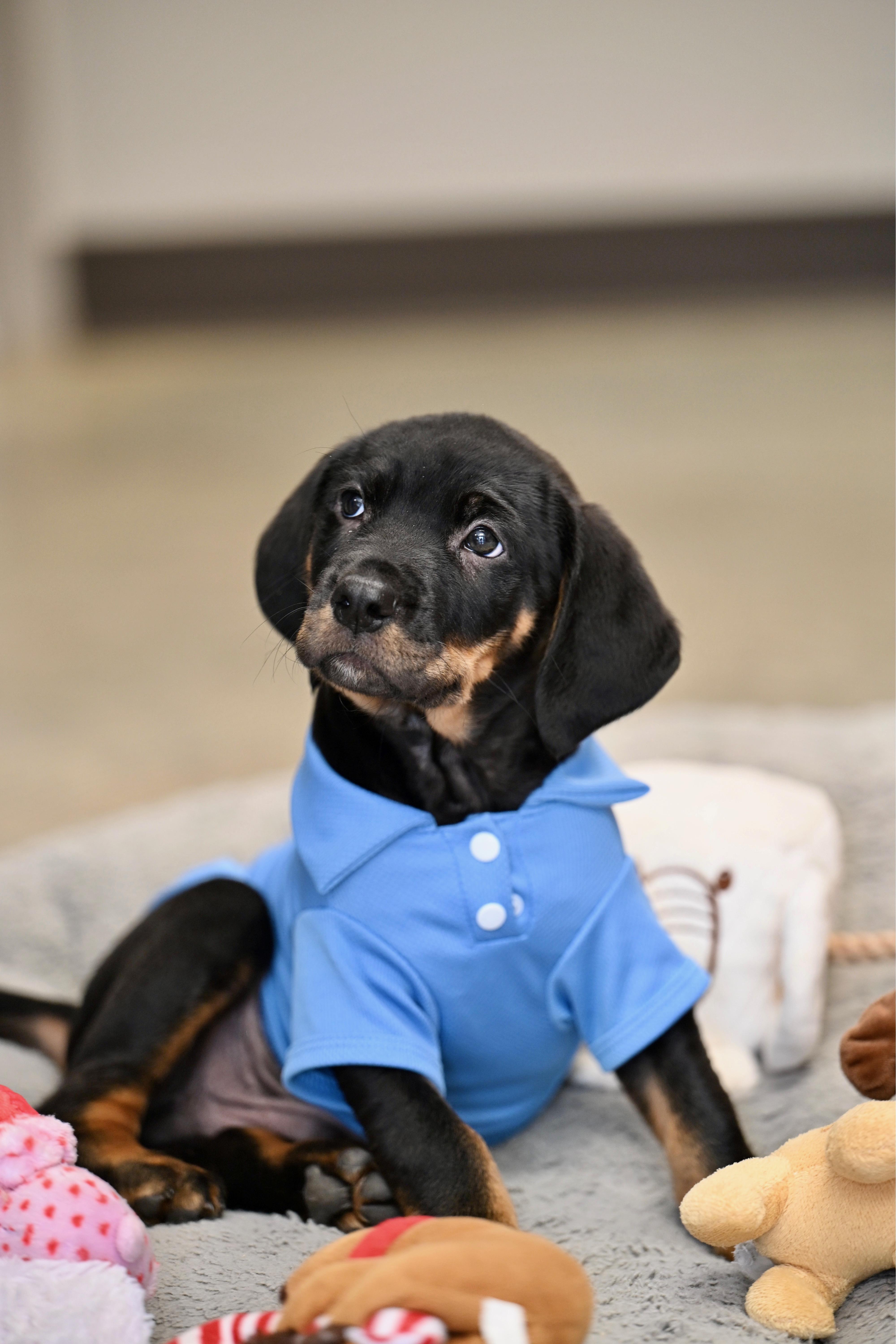 Enlarge Luke Skywalker, an adopted mixed breed in Westerly, RI image 3/3