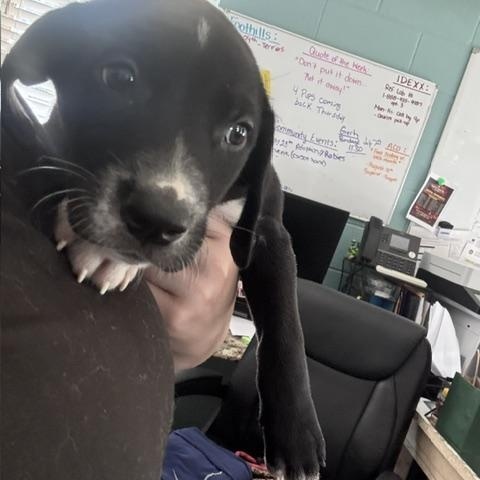 Enlarge cobbler, an adopted mixed breed in Marion, NC image 2/2