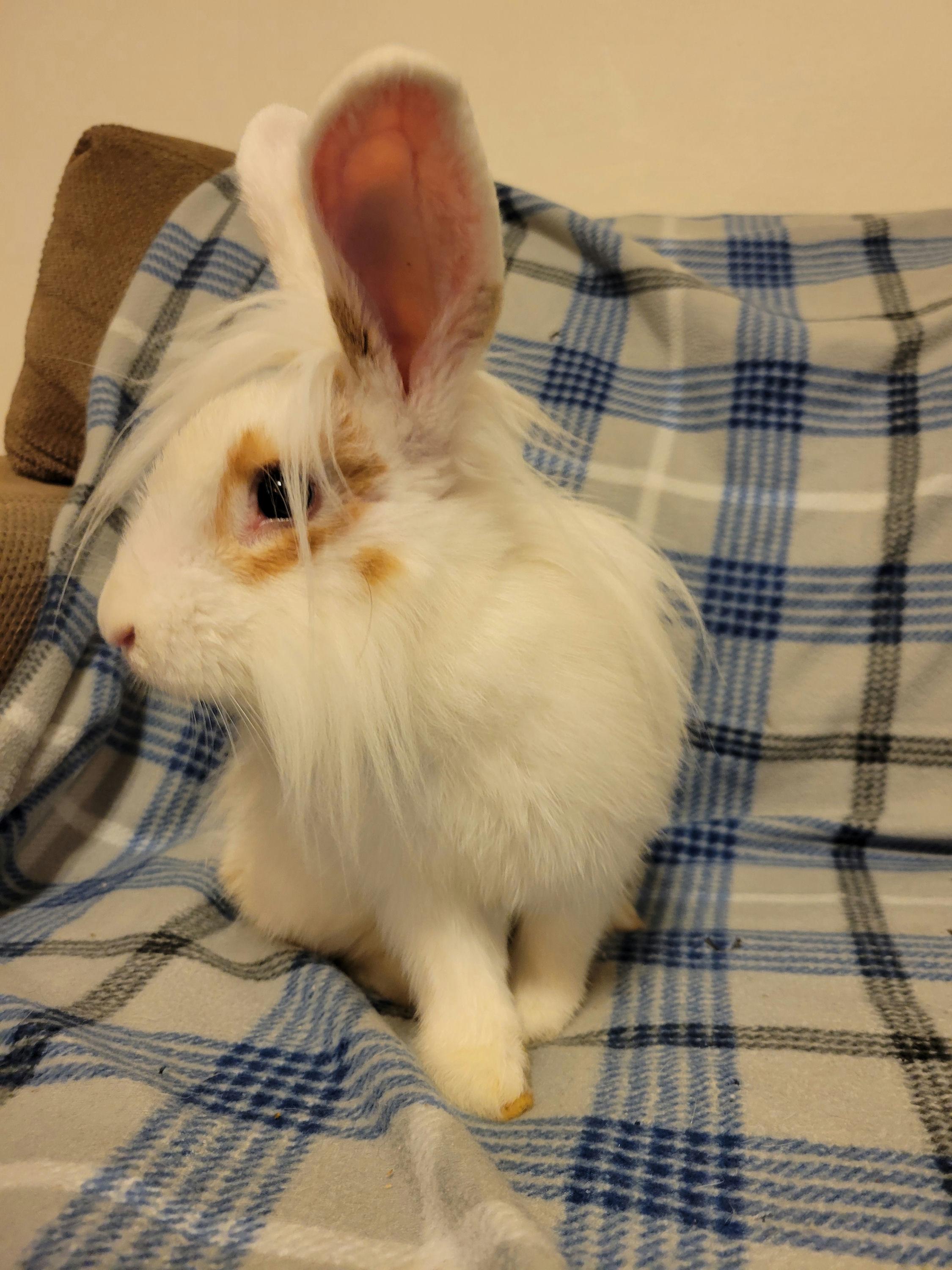 Mojito, Young Male unknown