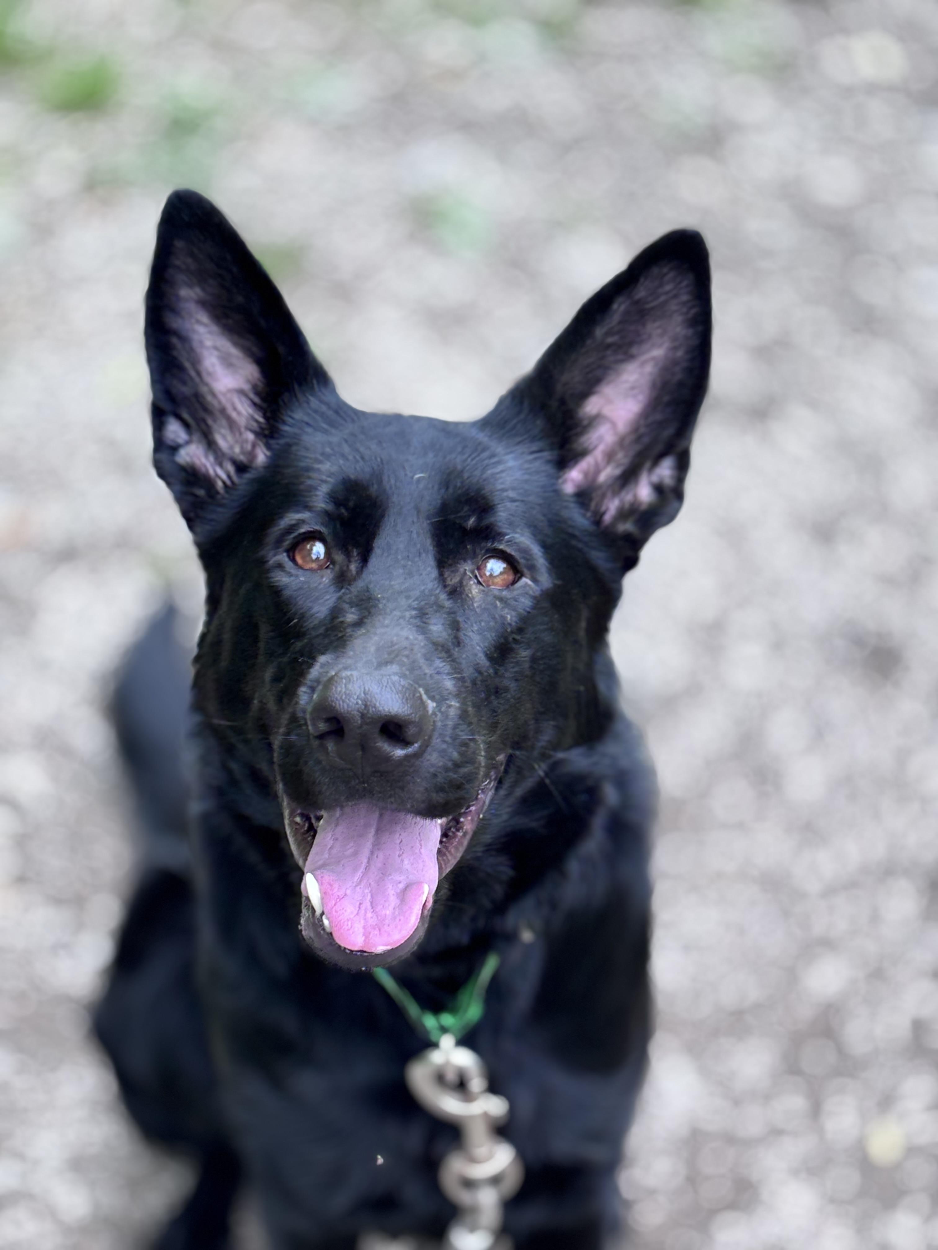 Tilly, ADOPTABLE, Young Female German Shepherd Dog.