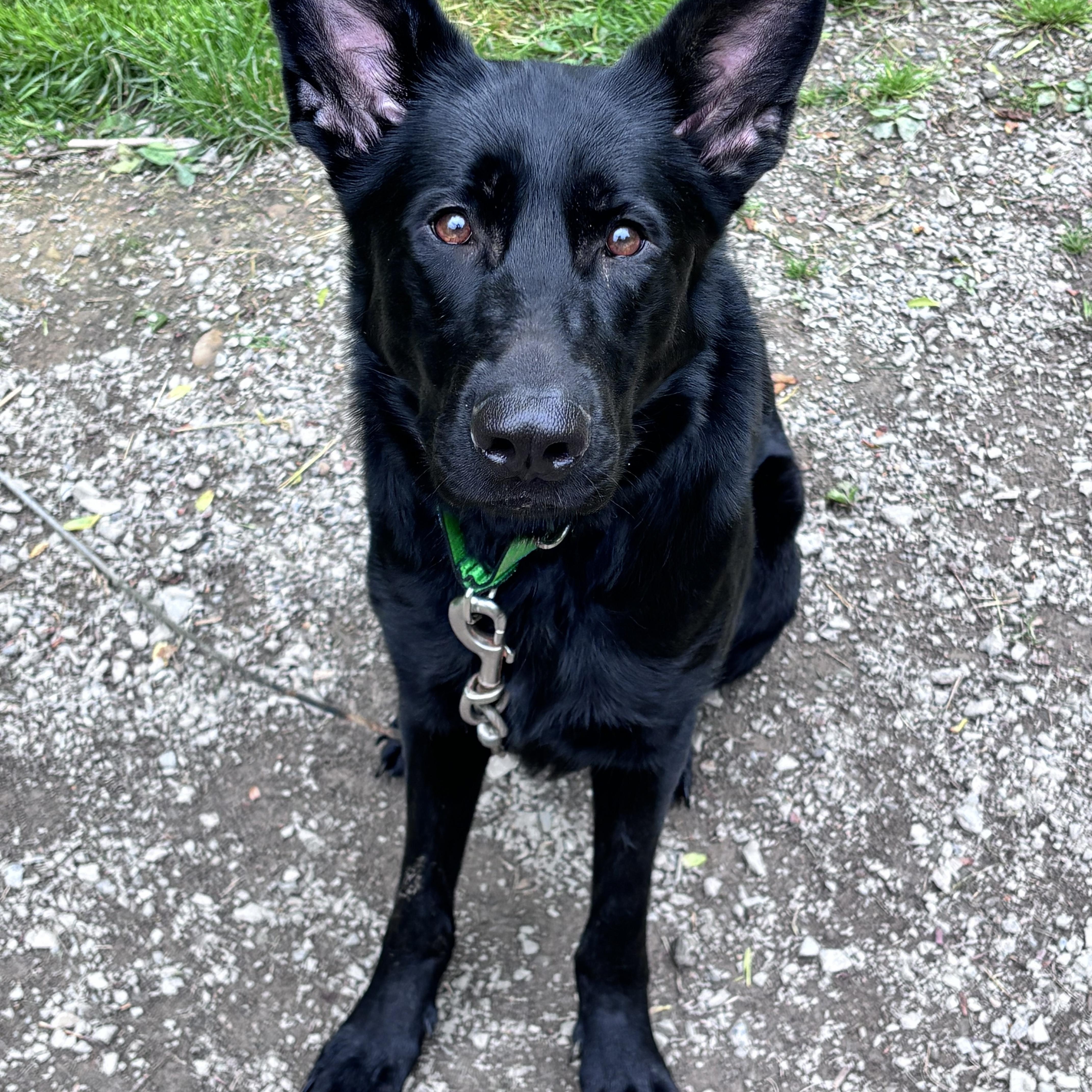 Enlarge Tilly, a ADOPTABLE German Shepherd Dog in Grafton, WV image 4/4