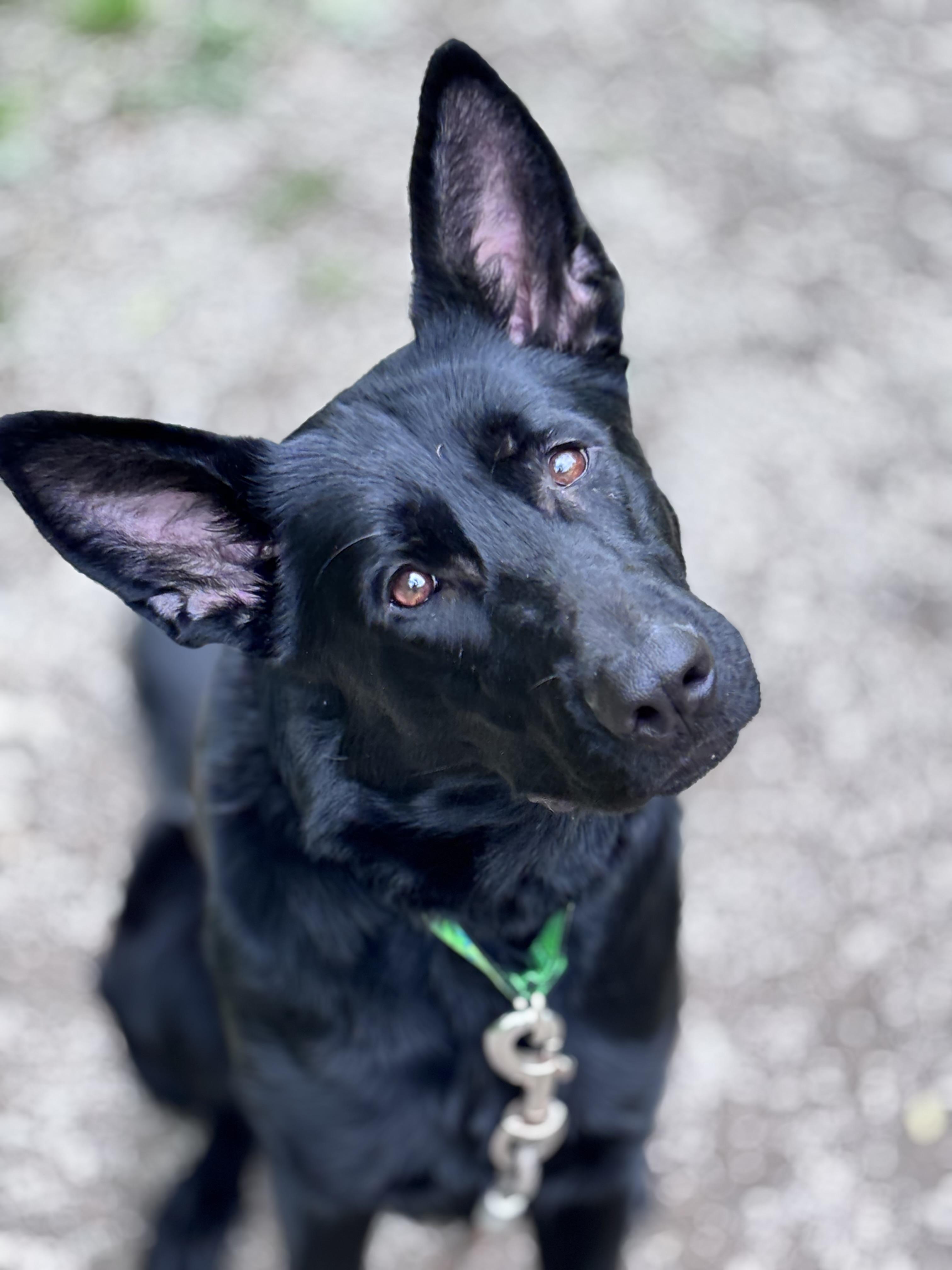 Enlarge Tilly, a ADOPTABLE German Shepherd Dog in Grafton, WV image 3/4