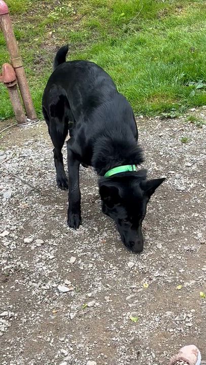 Enlarge Tilly, a ADOPTABLE German Shepherd Dog in Grafton, WV video 2/4