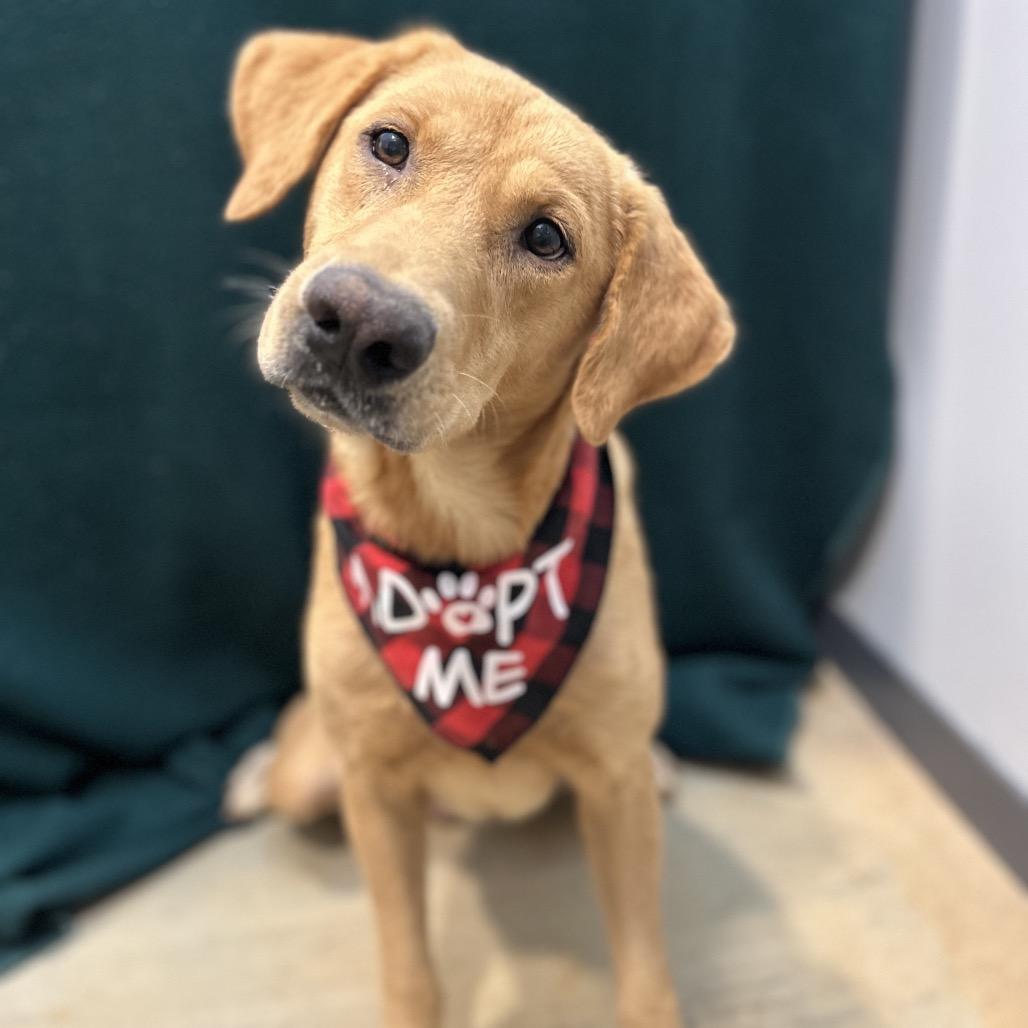 Enlarge Cash, a Adoptable Yellow Labrador Retriever in West Point, MS image 1/6
