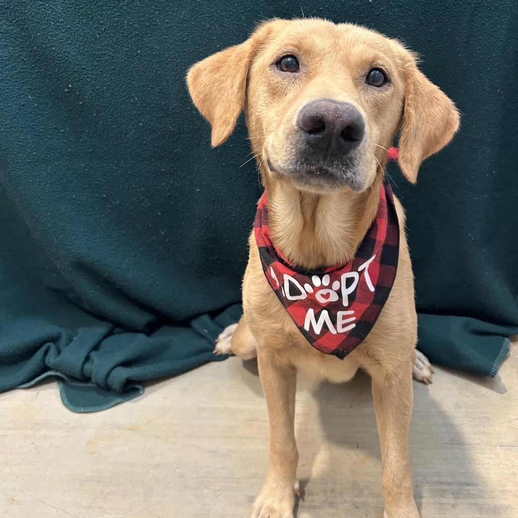 Enlarge Cash, a Adoptable Yellow Labrador Retriever in West Point, MS image 2/6