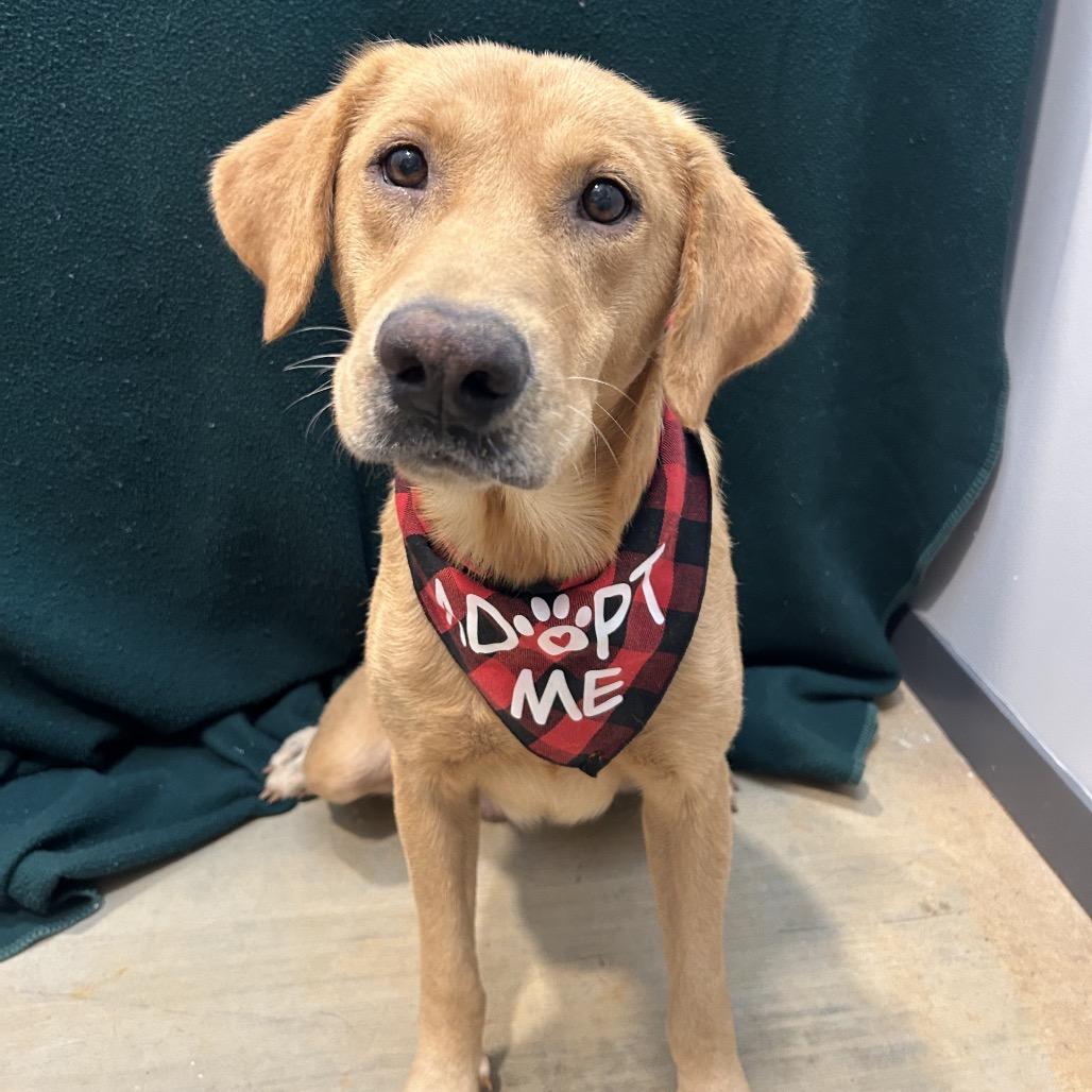 Enlarge Cash, a Adoptable Yellow Labrador Retriever in West Point, MS image 4/6