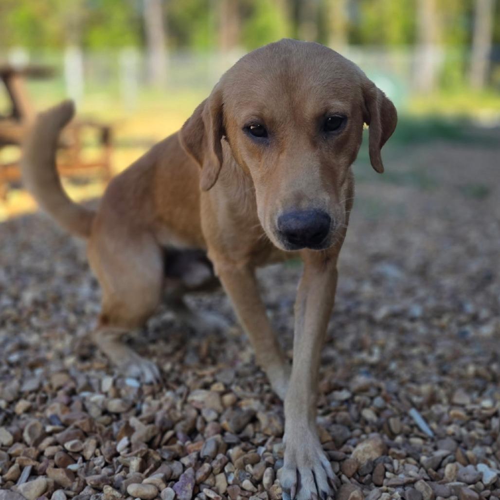 Enlarge Cash, a Adoptable Yellow Labrador Retriever in West Point, MS image 6/6