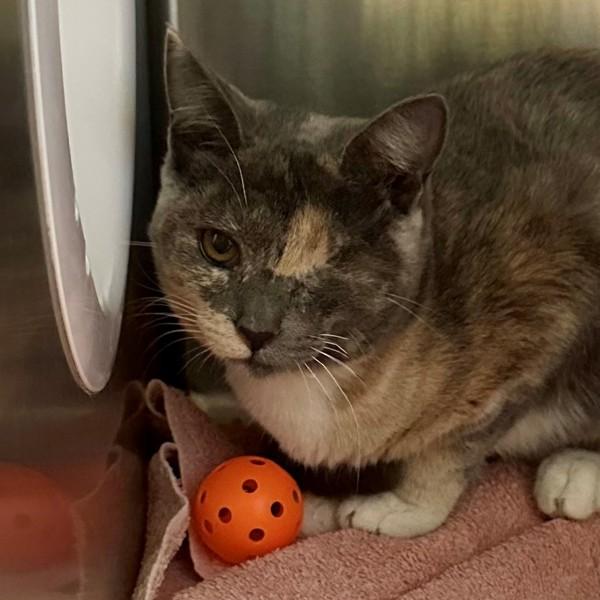 Enlarge Nugget, a Adoptable mixed breed in Walnut Creek, CA image 1/1