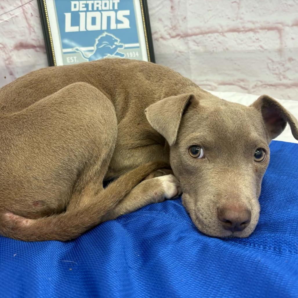 Prince Wallace, Adoptable, Puppy Male Labrador Retriever & Pit Bull Terrier.
