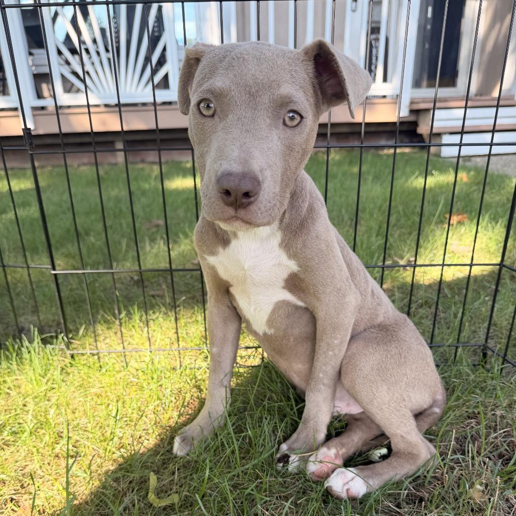 Enlarge Prince Wallace, a Adoptable mixed breed in Northville, MI image 2/5