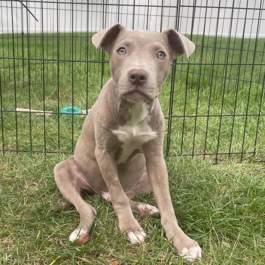 Enlarge Prince Wallace, a Adoptable mixed breed in Northville, MI image 3/5