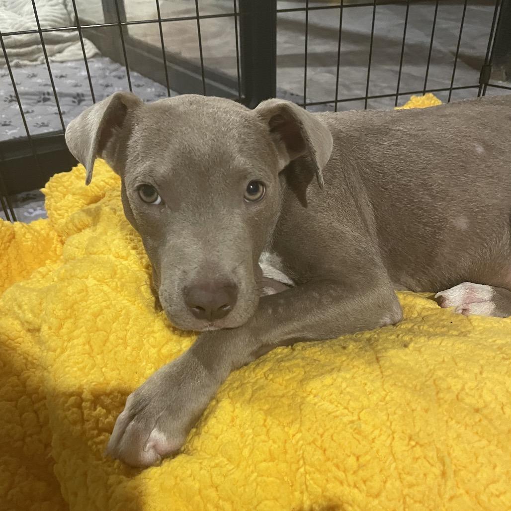 Enlarge Prince Wallace, a Adoptable mixed breed in Northville, MI image 4/5