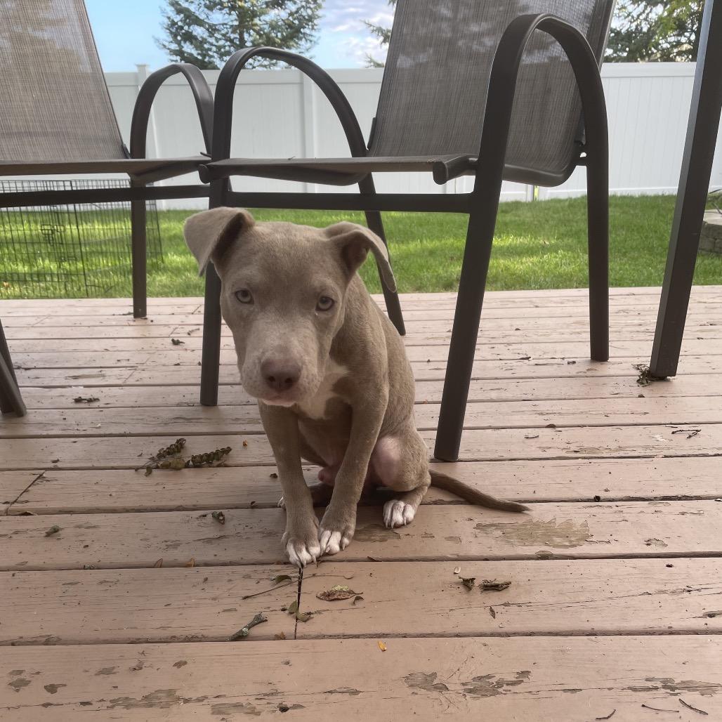Enlarge Prince Wallace, a Adoptable mixed breed in Northville, MI image 5/5