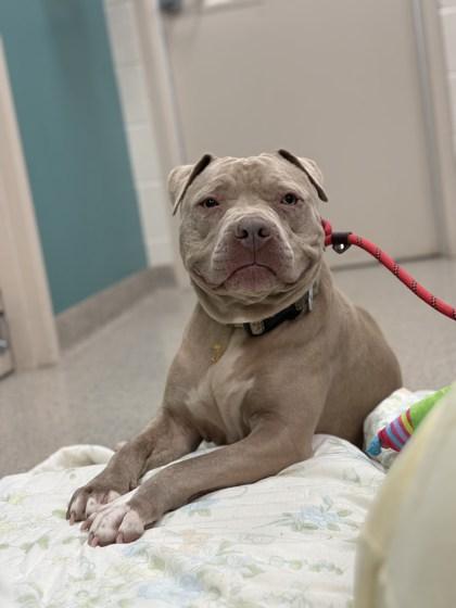 Big Mike (In Foster)