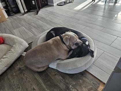 Big Mike (In Foster) — thumbnail 3