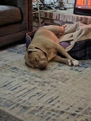 Big Mike (In Foster) — thumbnail 5