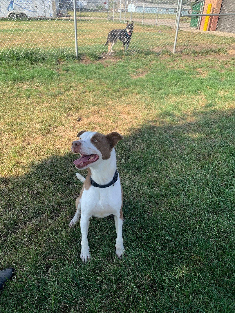 Max, Adopted, Adult Male Australian Shepherd.