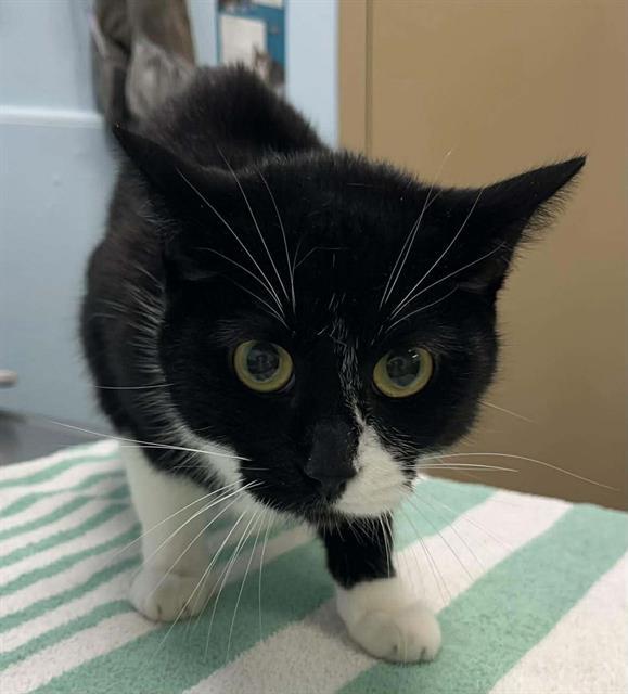 COOKIE, Adoptable, Adult Female Domestic Short Hair.