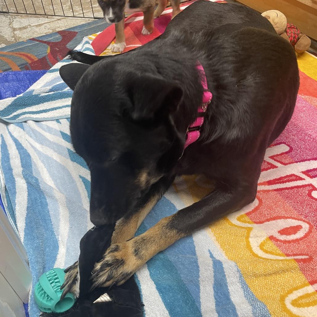 Sazzy/ Mom, Adoptable, Adult Female German Shepherd Dog & Mixed Breed.