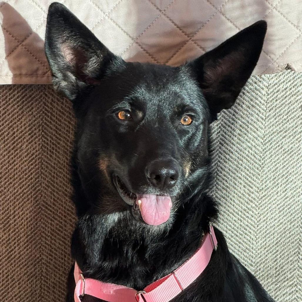 Enlarge Sazzy/ Mom, a Adoptable mixed breed in St. Peters, MO image 2/6
