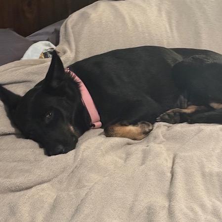 Enlarge Sazzy/ Mom, a Adoptable mixed breed in St. Peters, MO image 3/6
