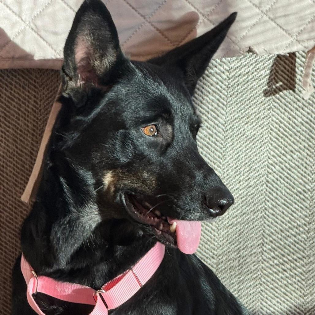 Enlarge Sazzy/ Mom, a Adoptable mixed breed in St. Peters, MO image 5/6