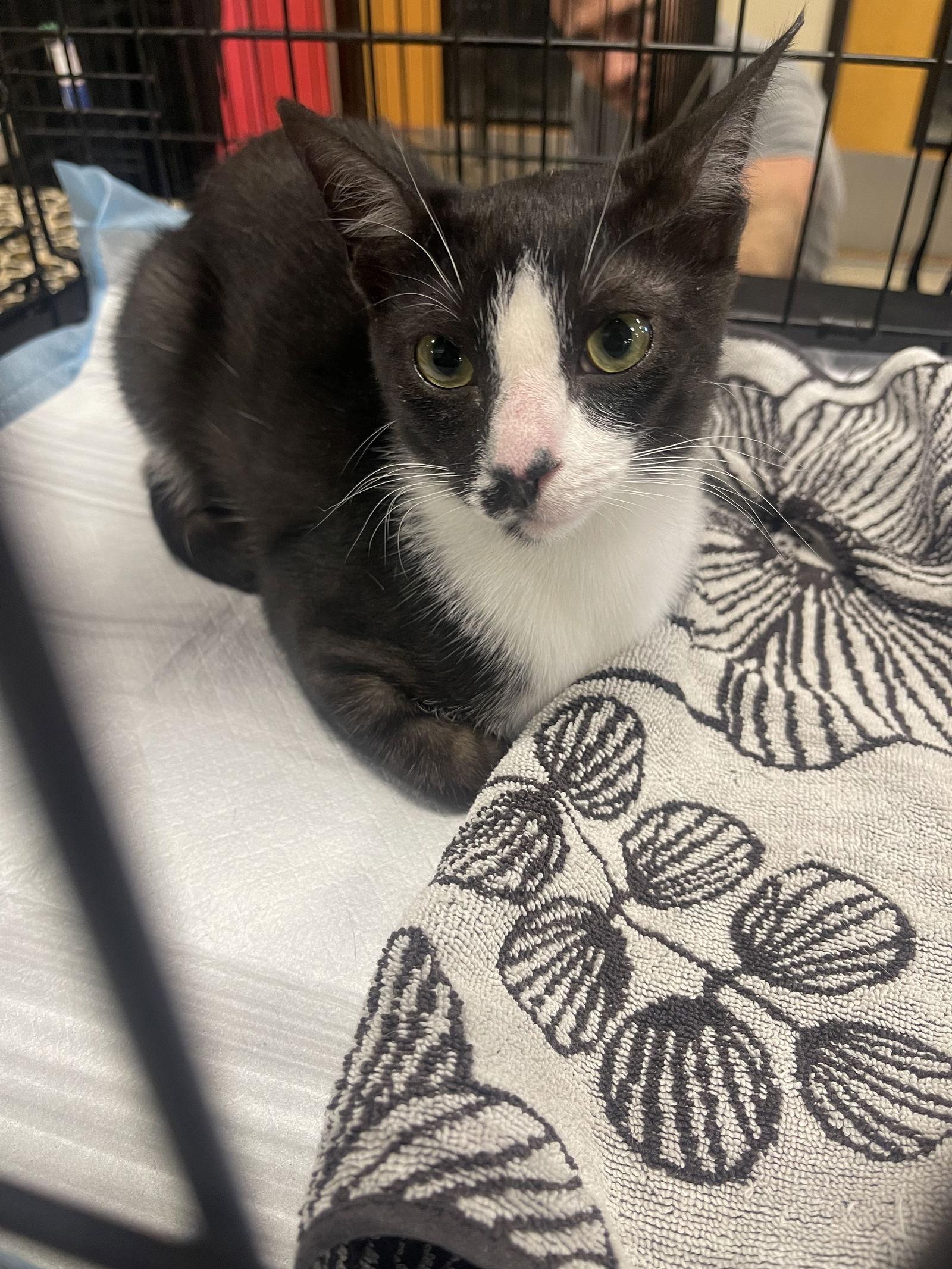 Othello 2, Adoptable, Young Male Domestic Short Hair.