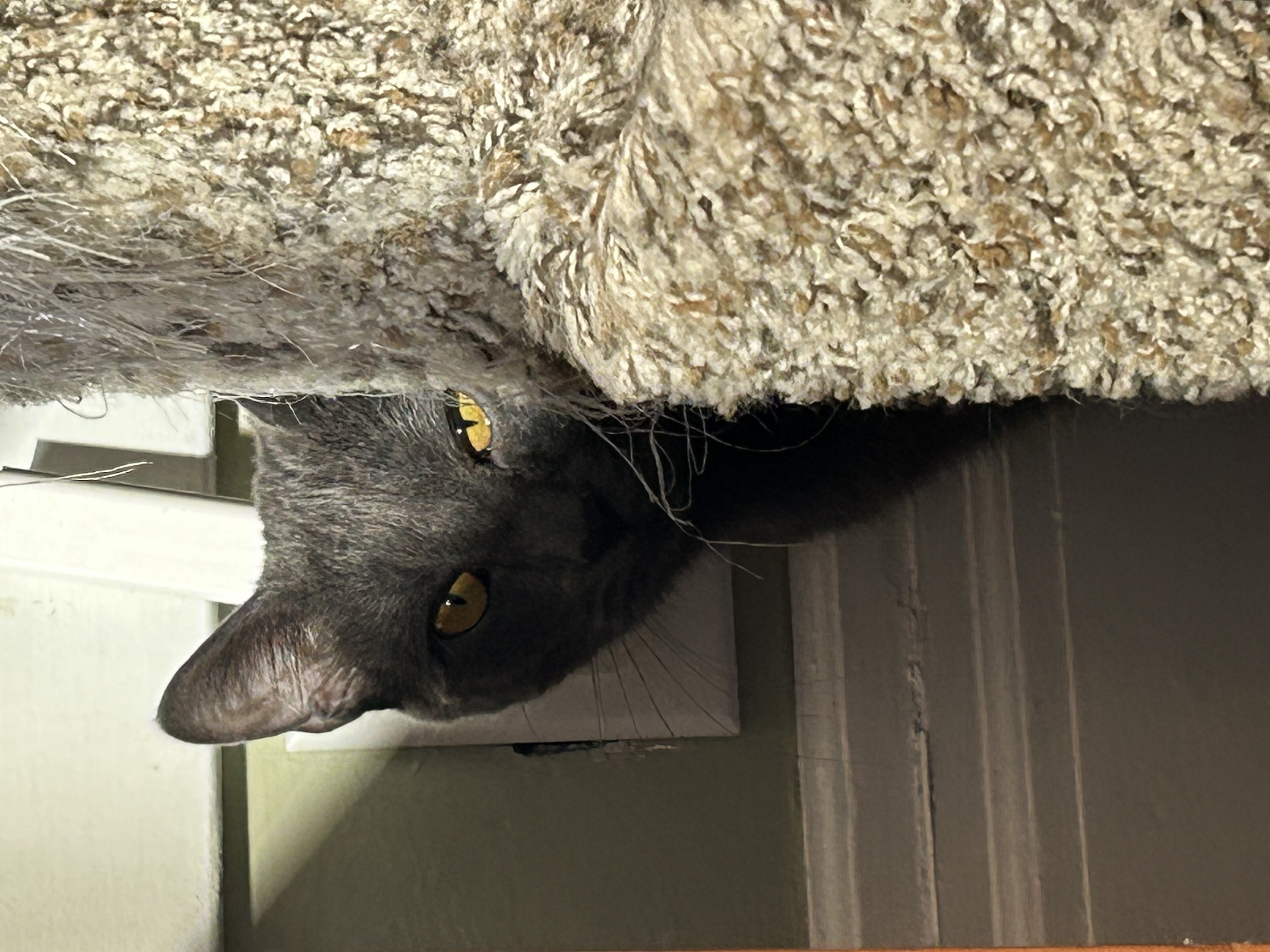 Lavender, Adoptable, Young Male Domestic Short Hair.