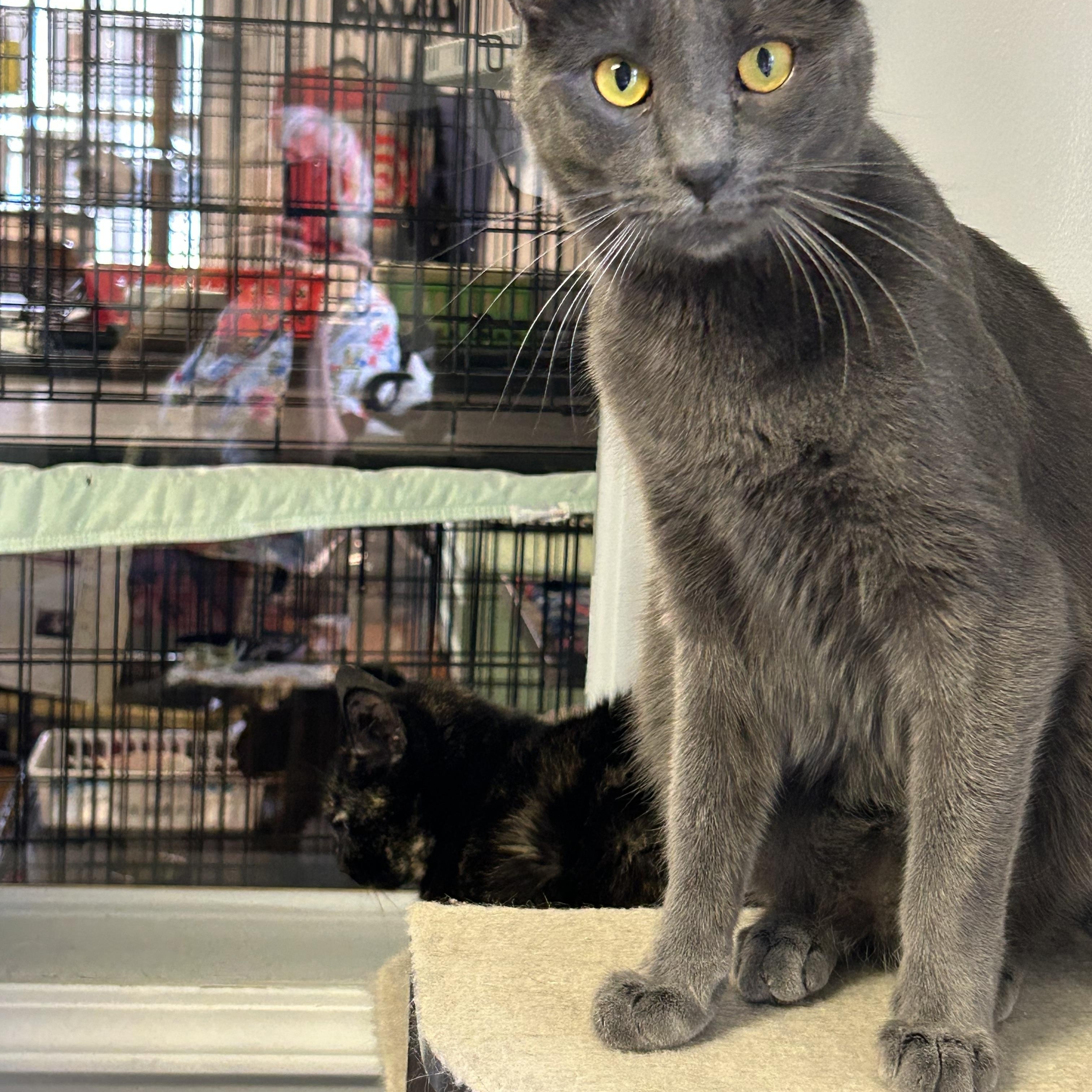 Enlarge Lavender, a Adoptable Domestic Short Hair in Brockport, NY image 6/6