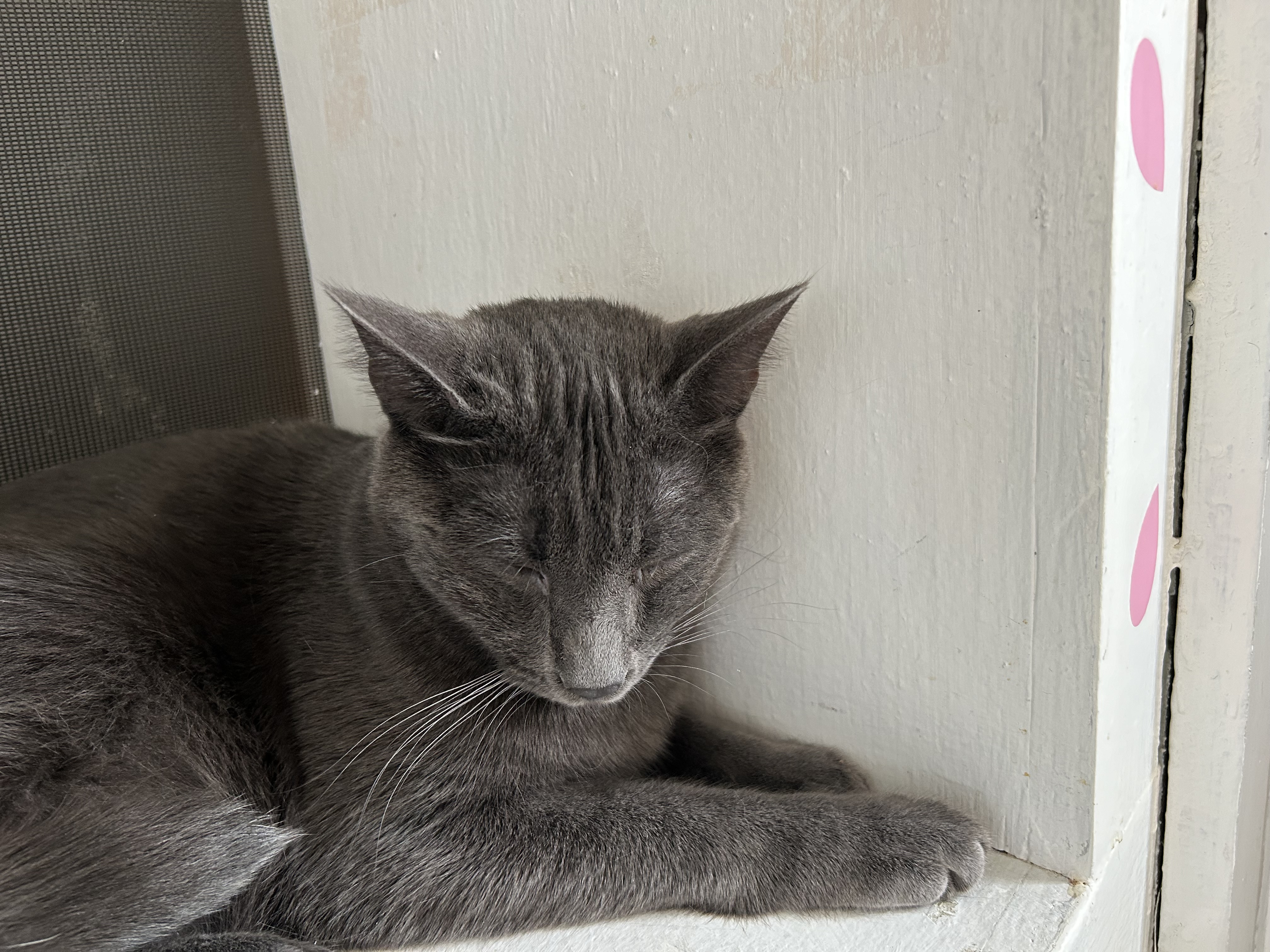 Enlarge Lavender, a Adoptable Domestic Short Hair in Brockport, NY image 4/6