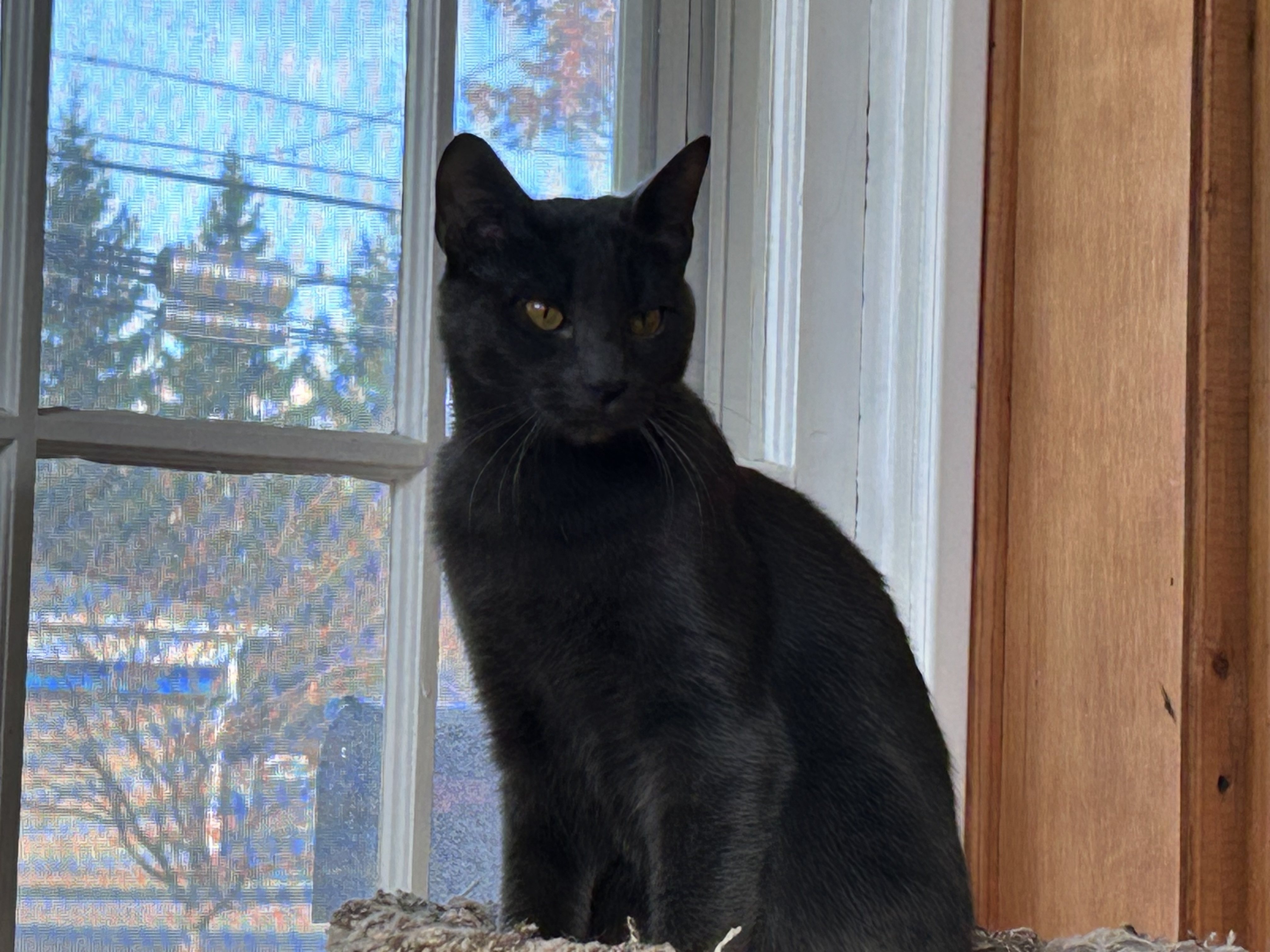 Enlarge Lavender, a Adoptable Domestic Short Hair in Brockport, NY image 3/6