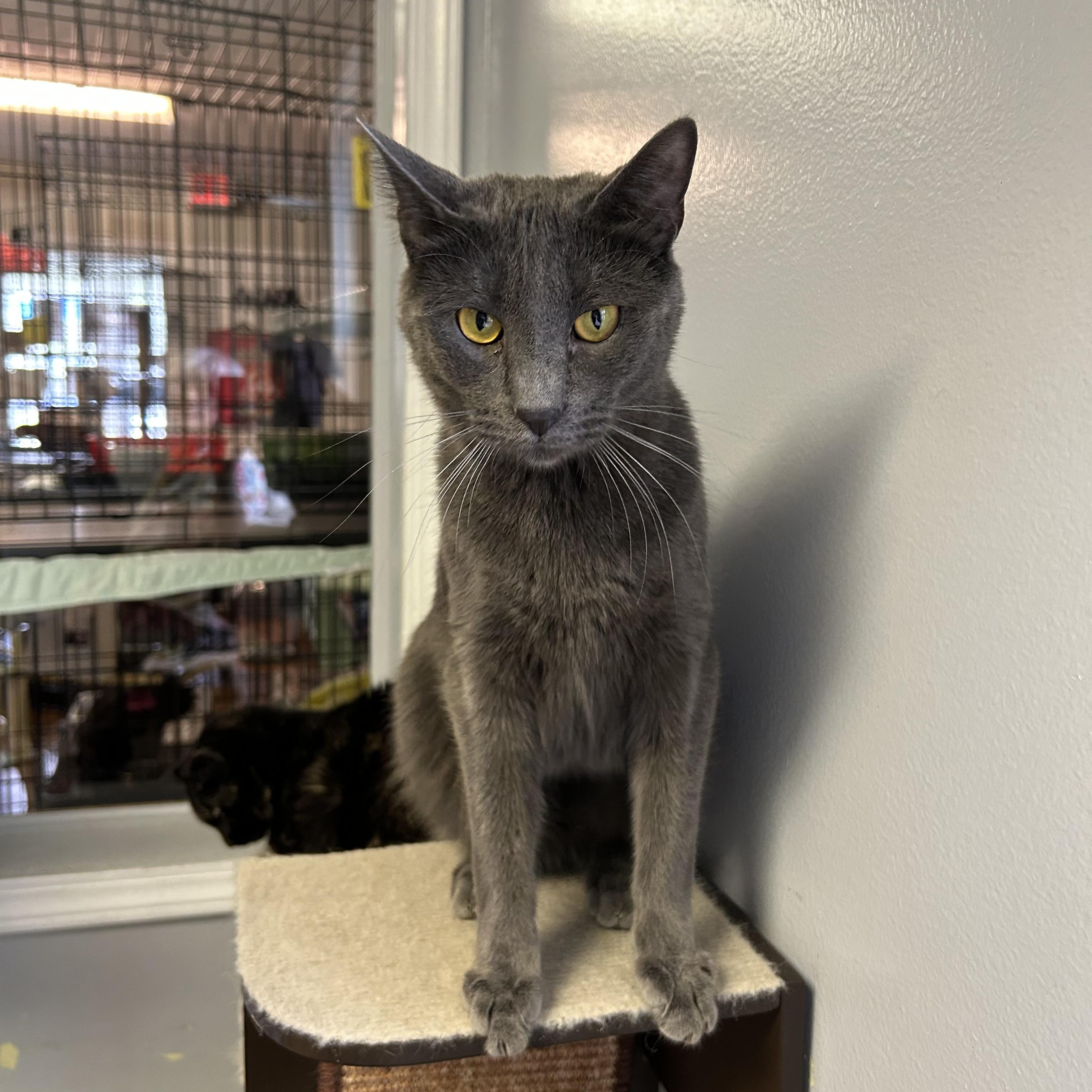 Enlarge Lavender, a Adoptable Domestic Short Hair in Brockport, NY image 2/6