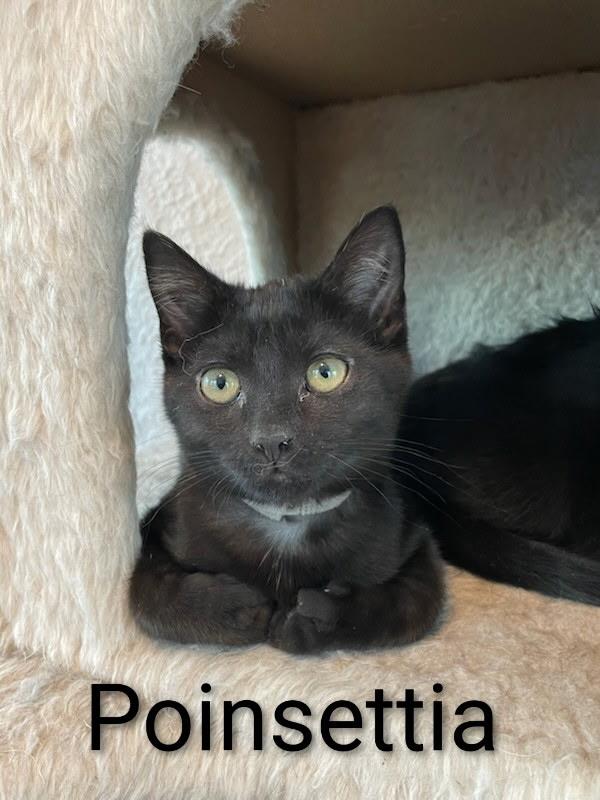 Enlarge Poinsettia (kitten), a ADOPTABLE Domestic Short Hair in Enfield, CT image 1/1