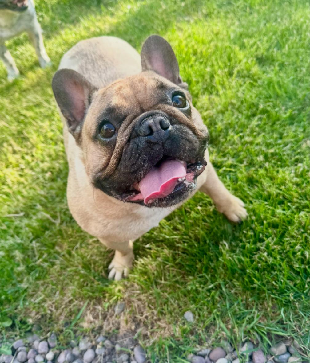 Enlarge Piper - Courtesy Listing see info, an adopted French Bulldog in Polson, MT image 1/1