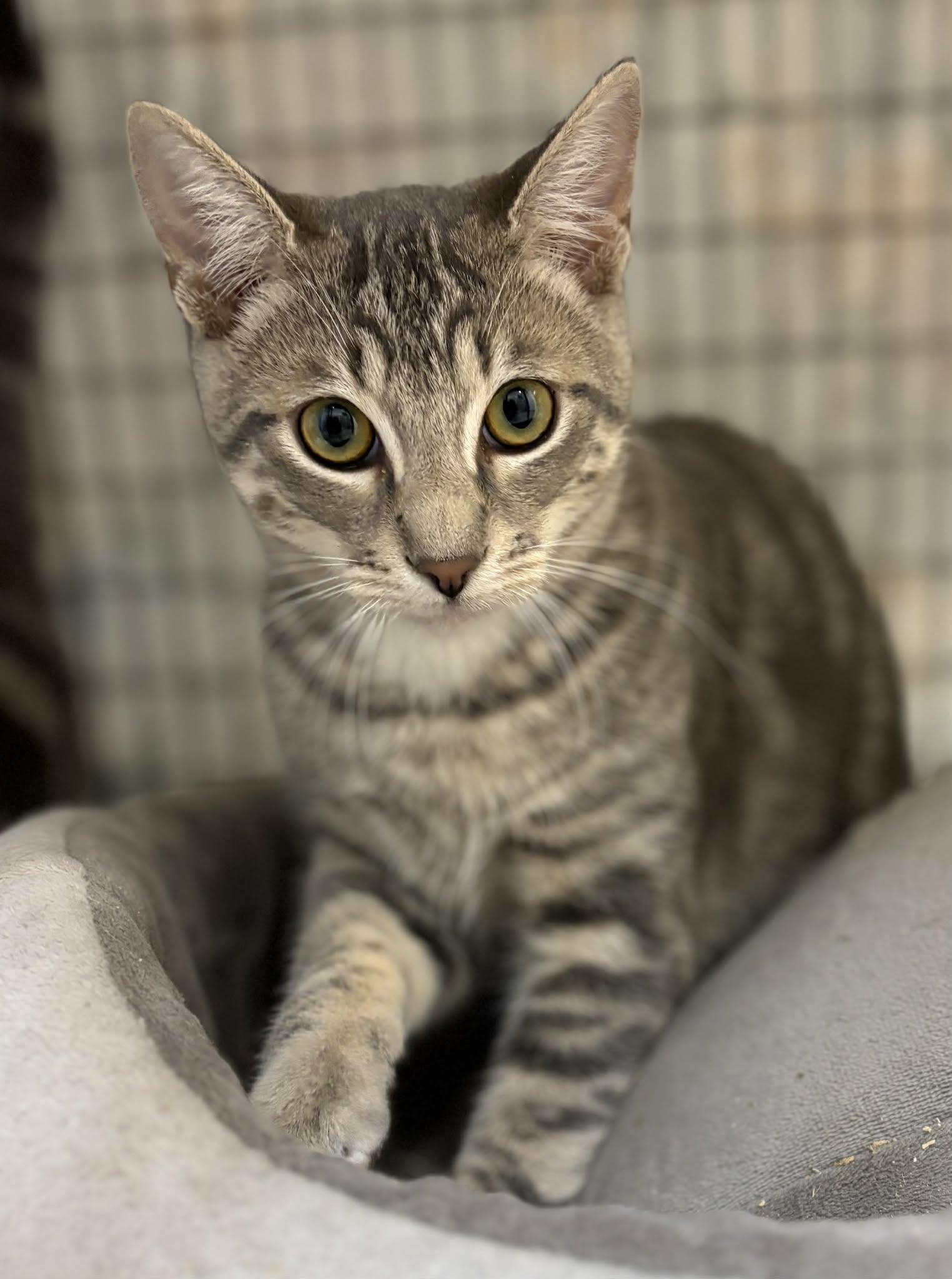 Cookie Monster, Adoptable, Young Male Domestic Short Hair.