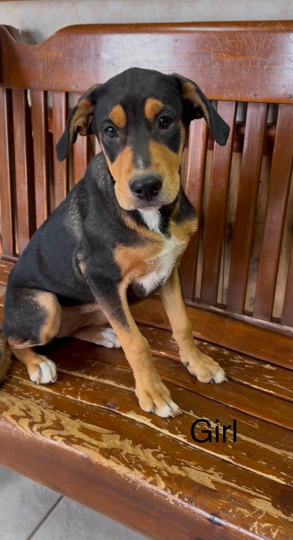Enlarge Greater Swiss Mountain Dog Puppies, a Adoptable mixed breed in Tyler, TX image 5/5