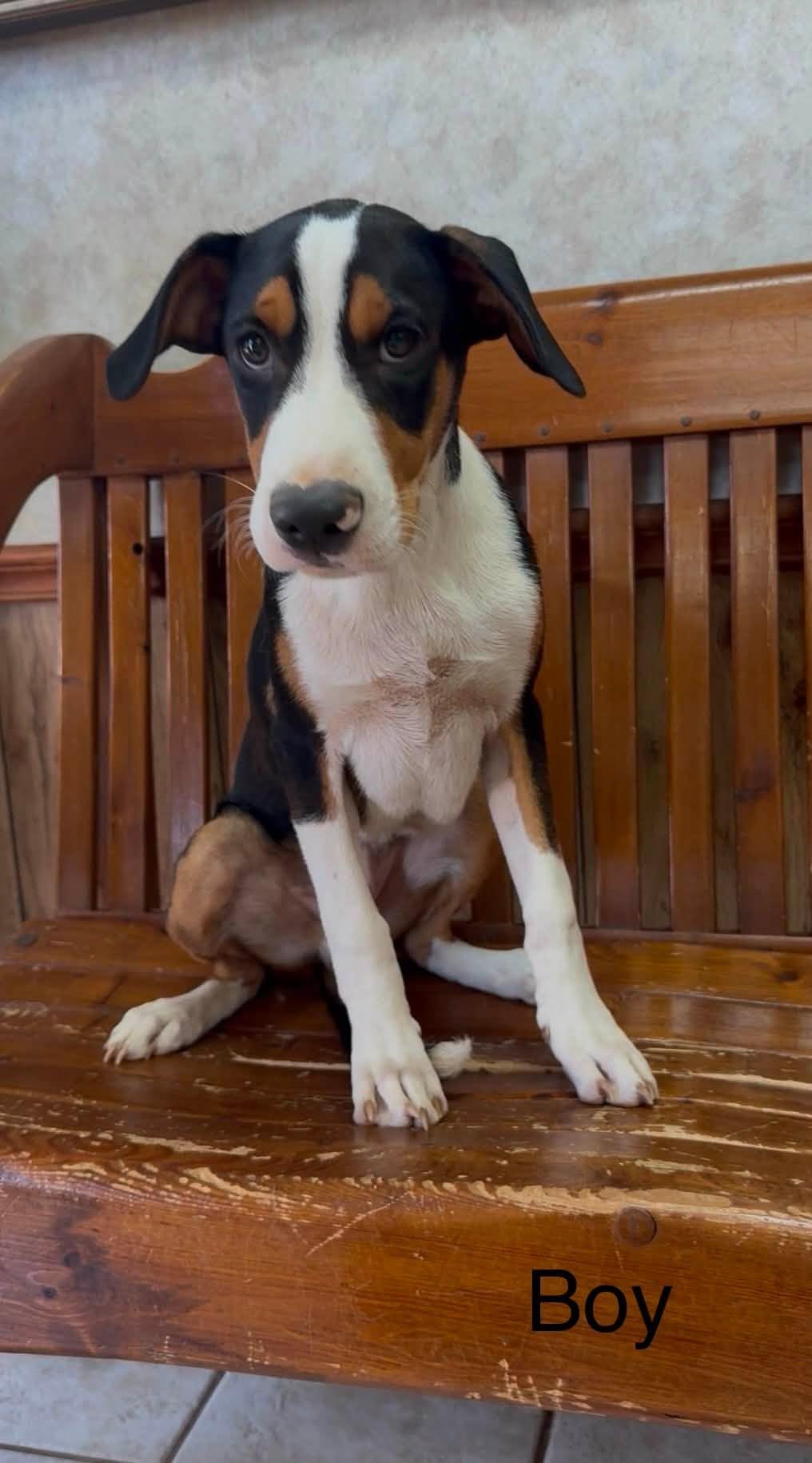 Enlarge Greater Swiss Mountain Dog Puppies, a Adoptable mixed breed in Tyler, TX image 2/5
