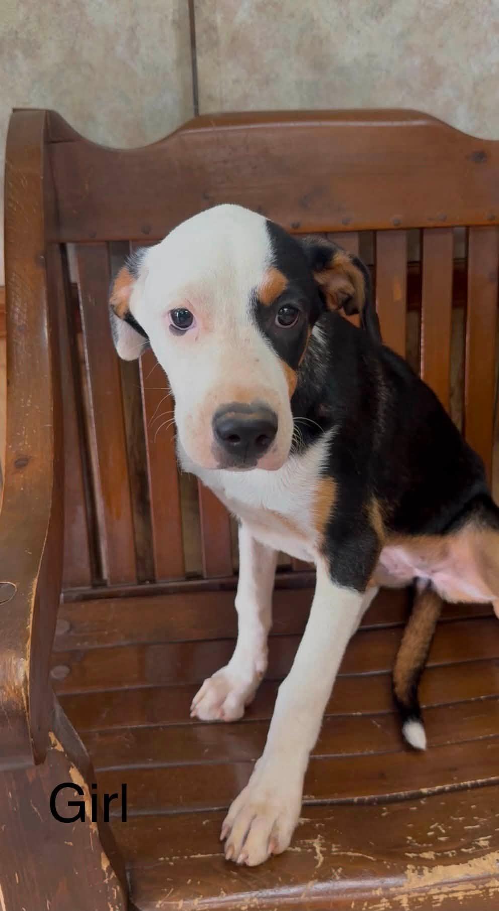 Enlarge Greater Swiss Mountain Dog Puppies, a Adoptable mixed breed in Tyler, TX image 1/5